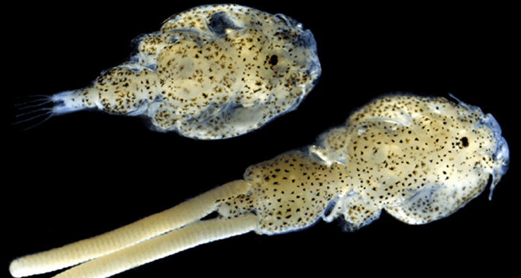 caligusfondonegro 3.png